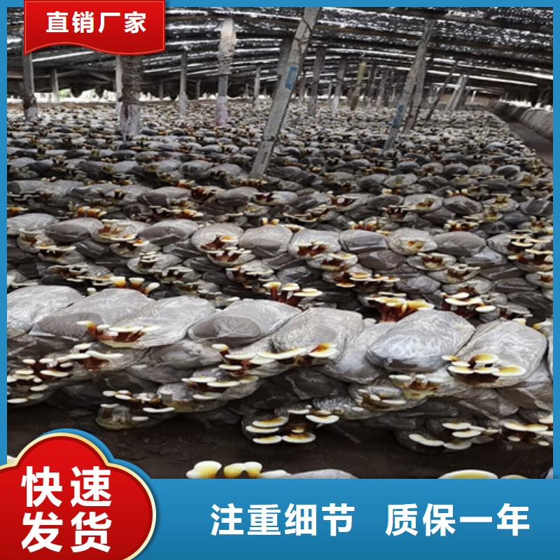 灵芝养殖技术转让全攻略 优质生产厂家与型号齐全的技术服务